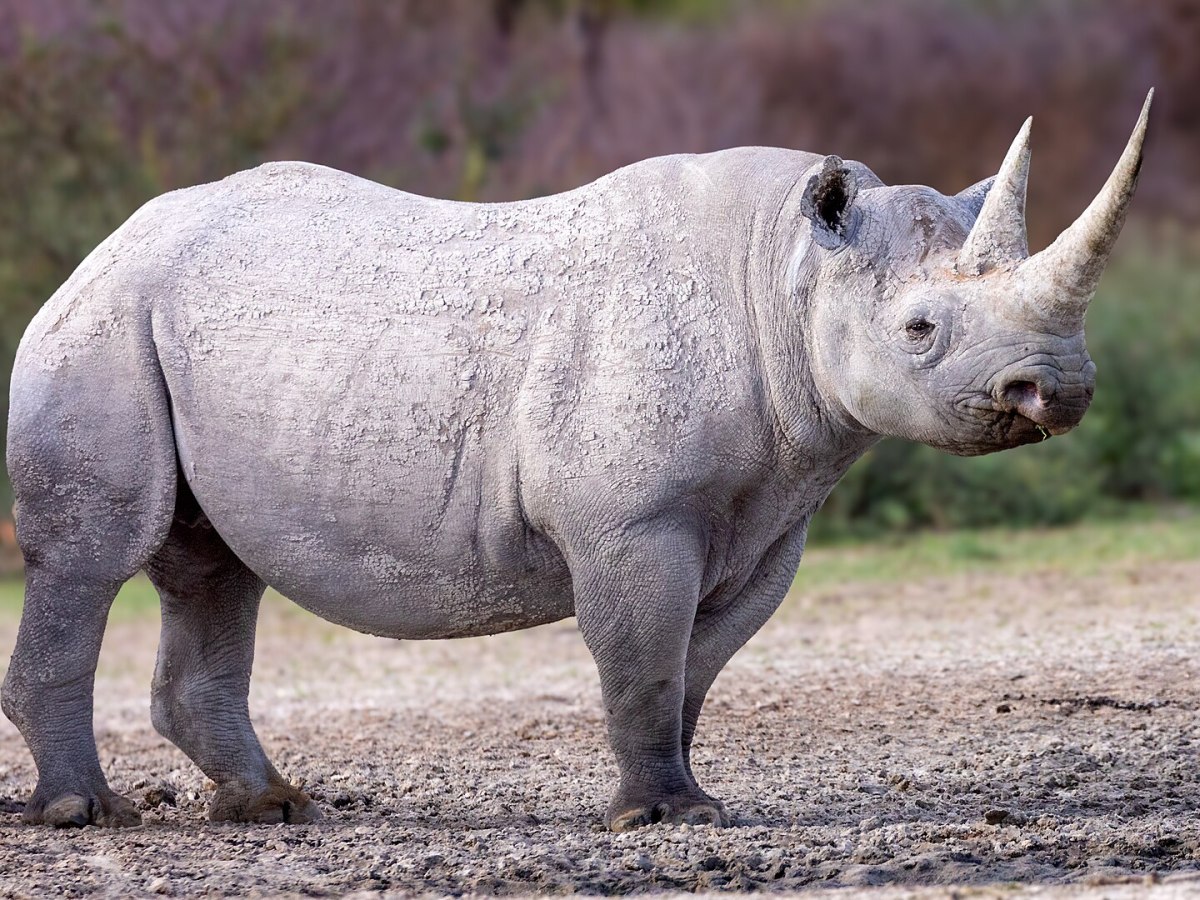 The Anatomy of a&nbsp;RINO